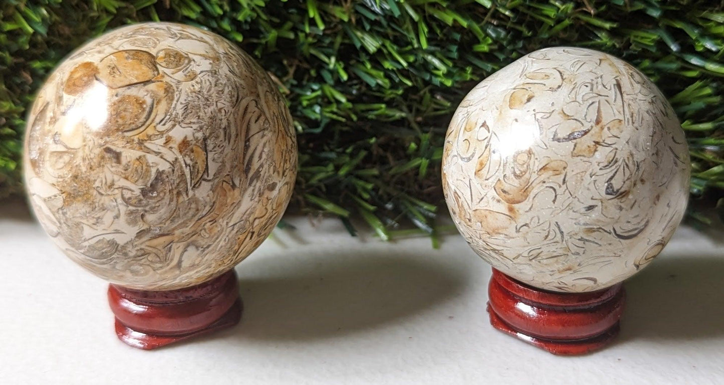 Sea Fossil Sphere 4cm