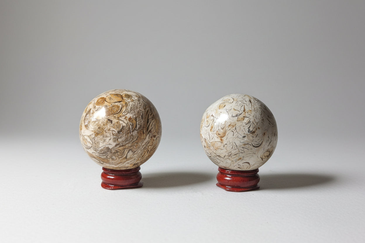 Sea Fossil Sphere