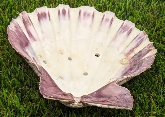 Purple Clam Shell