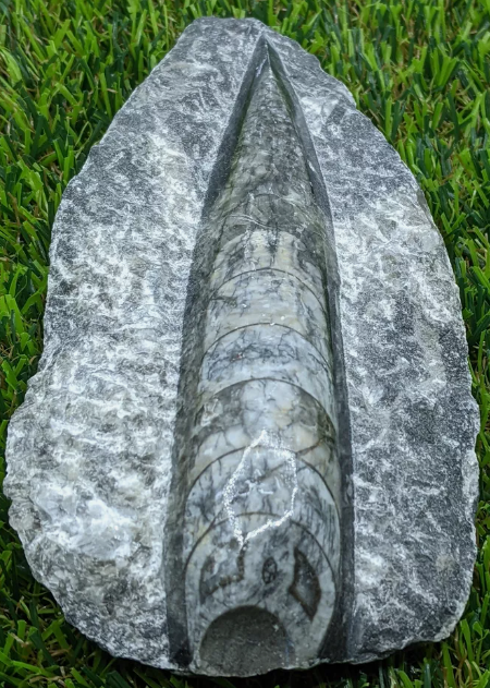 Orthoceras Fossil