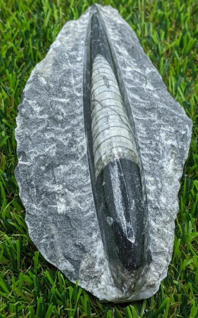 Orthoceras Fossil